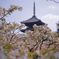御室桜