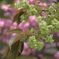 緑色の桜