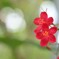 赤い桜