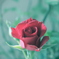 薔薇は気高く咲く。