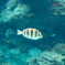 DSCF1084