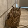ドヤ顔のミミズクさん