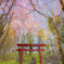 俵真布の山桜。 