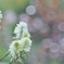 庭の花2025 (フォッサギラ)