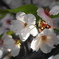 朝の桜