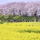 幸手権現堂堤