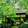 緑の常寂光寺