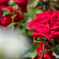 薔薇