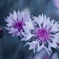 親子花