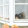 窓に猫