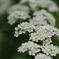 小手毬Reeves spirea