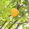 木漏れ日。