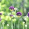 まん丸な花