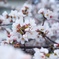 桜　ソメイヨシノ