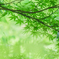 東山が誇る新緑