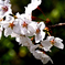 2025.04.05　08：36：23　紀美野町願成寺の桜　Z6　NIKKOR　