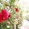 薔薇のアーチ。