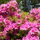 花 大沢バス停 山梨市 山梨県 DSC08185