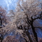 勝間薬師堂枝垂桜 2024