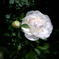 R0049923-2