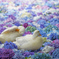 紫陽花とアヒル