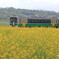 菜の花列車