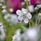 庭の花2025 (オンファロデス)