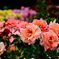DSCF0107