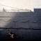 shadow