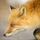 Red Fox