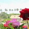 谷津バラ園。