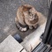 「ニャ」♪