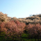 霞が城公園のさくら