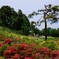 つつじ公園