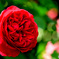 深紅の薔薇