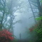 霧の葛城山　２