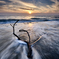 WAVE