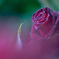 noble rose