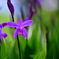 紫の花