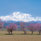 俵真布の5本桜。 2024/5/12  北海道・美瑛町にて 