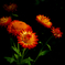 Strawflower