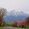 桜と雪山