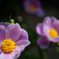 花4