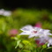 花5