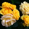 薔薇づくし