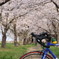 ロードバイクと桜001