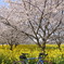 ロードバイクと桜002