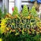 BOTANICA MUSEUM。