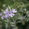 花の匂いに誘われて