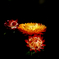 Strawflower #2